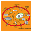 V A Shiva - Biomimetics for Design of Complex Systems